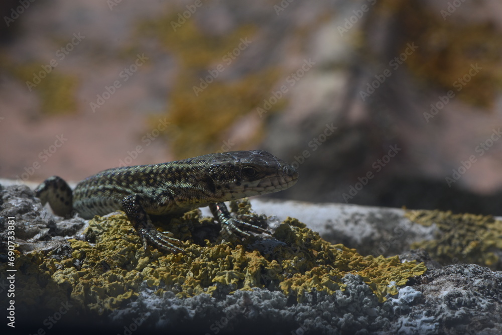 Lizard looking at camera resting on a stone Lizard looking at camera resting on a stone