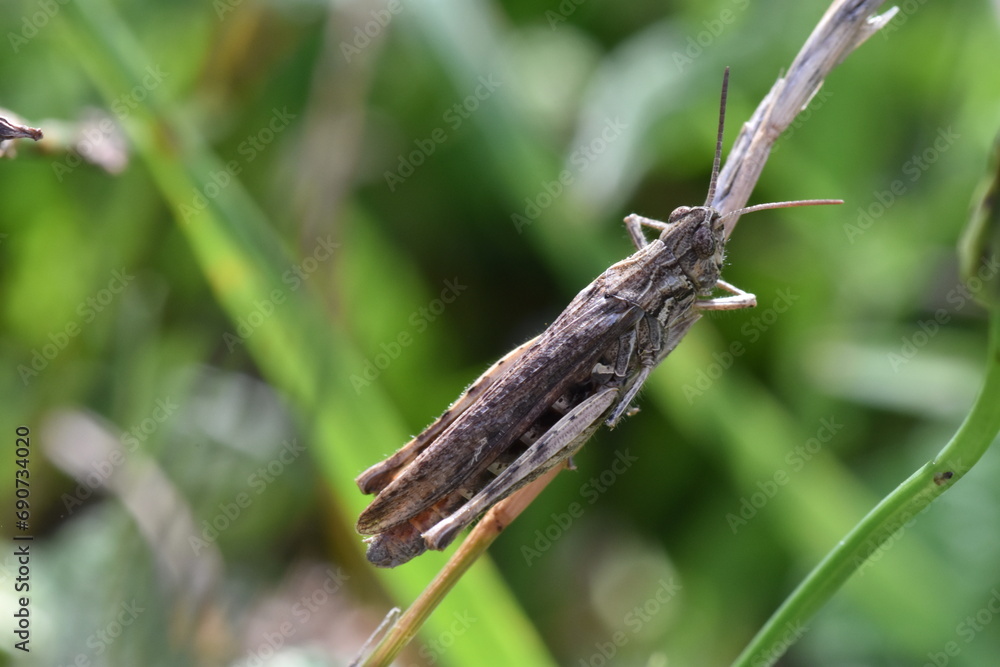 Gray grasshopper clinging to a twig