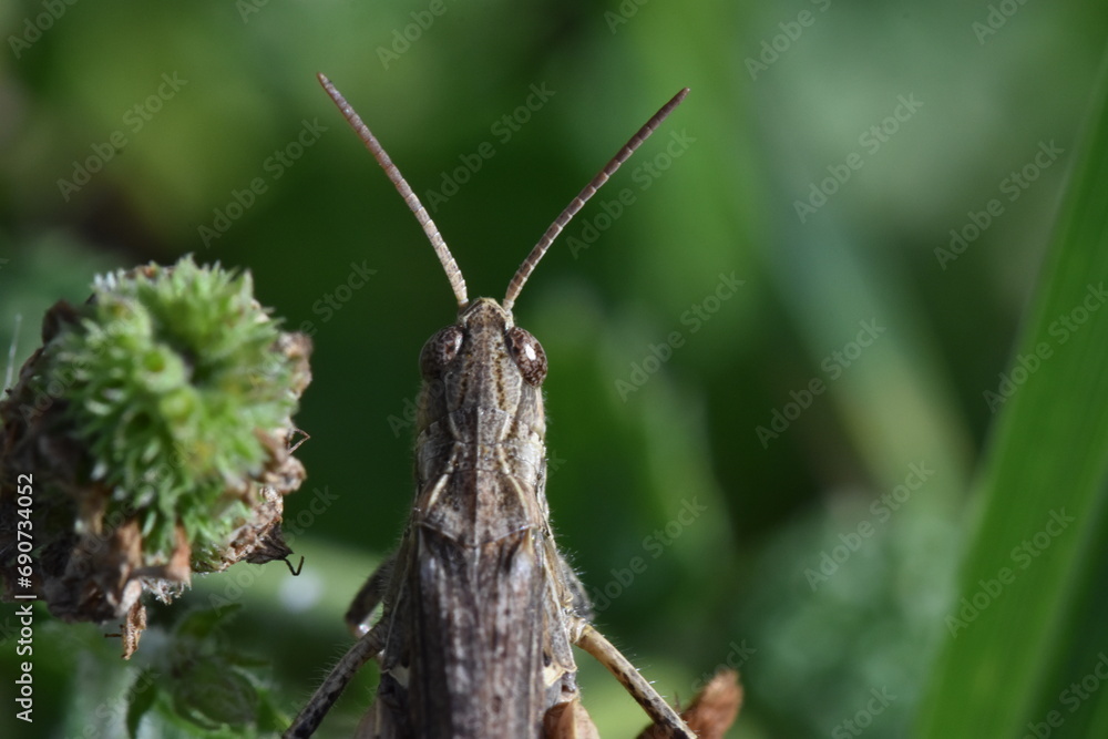Apical photo of the head of a grasshopper Apical photo of the head of a grasshopper