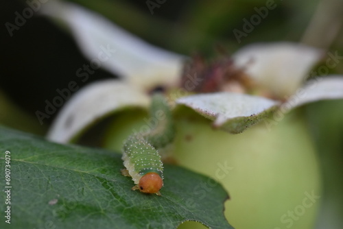 Schilderij op canvas coiled roseworm caterpillar(Allantus Cinctus)