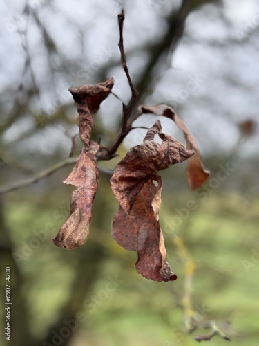 dried plant leaves in their natural state © Aleks