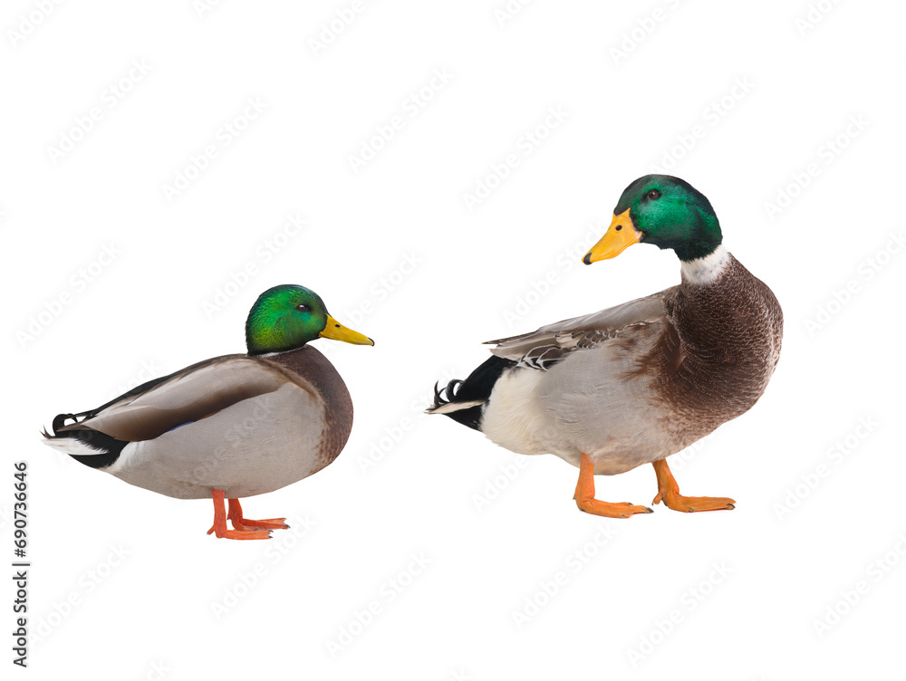 Obraz premium Domestic bird duck and wild duck mallard isolated on white background