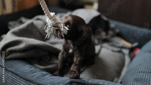 A young English cocker spaniel puppy, close-up portrait. Small dark brown English Cocker Spaniel puppy on the sofa. A young English Cocker Spaniel puppy plays with his rope chew toy. Happy puppy. photo