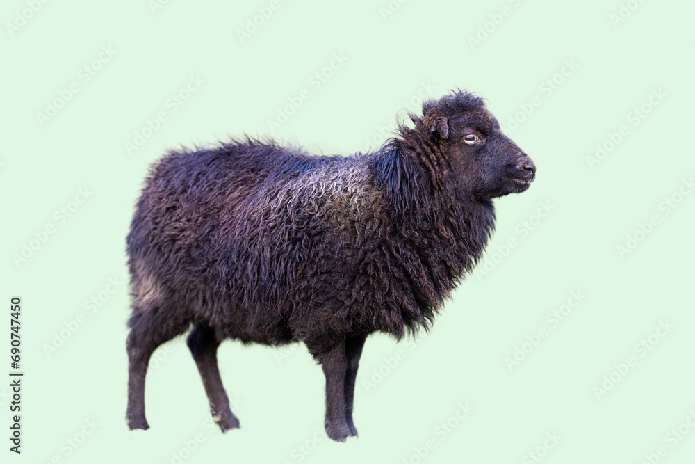 Isolated portrait of brown female ouessant sheep on even background Isolated portrait of brown female ouessant sheep on even background
