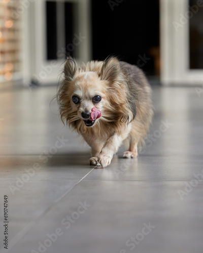 Chihuahua walks on floor with tongue out of mouth © erwin