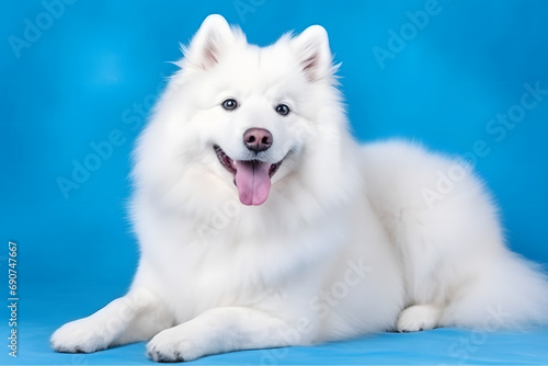 Cute Samoyed dog on blue color background. Neural network AI generated art