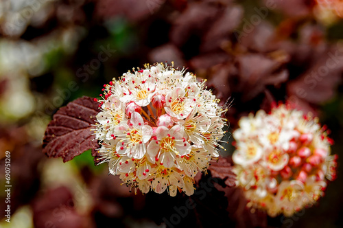 Close-up of the red and white flowers of a common ninebark  Physocarpus opulifolius .