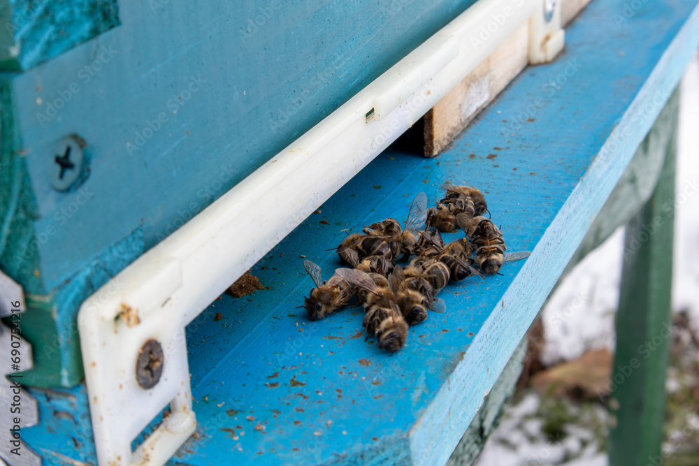 Macro photo of dead bees on a dusty surface Macro photo of dead bees on a dusty surface