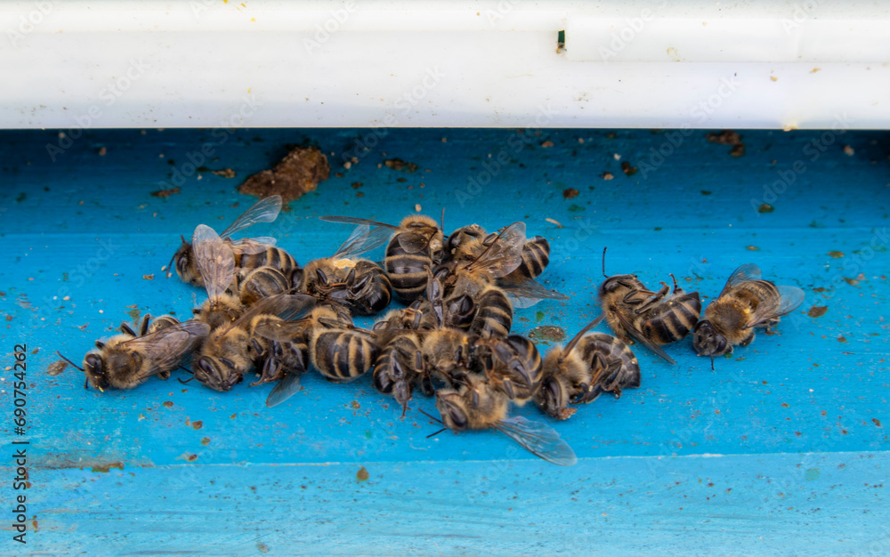 Obraz premium Dead bees after wintering. Entrance to the hive with dead bees. Insects close-up