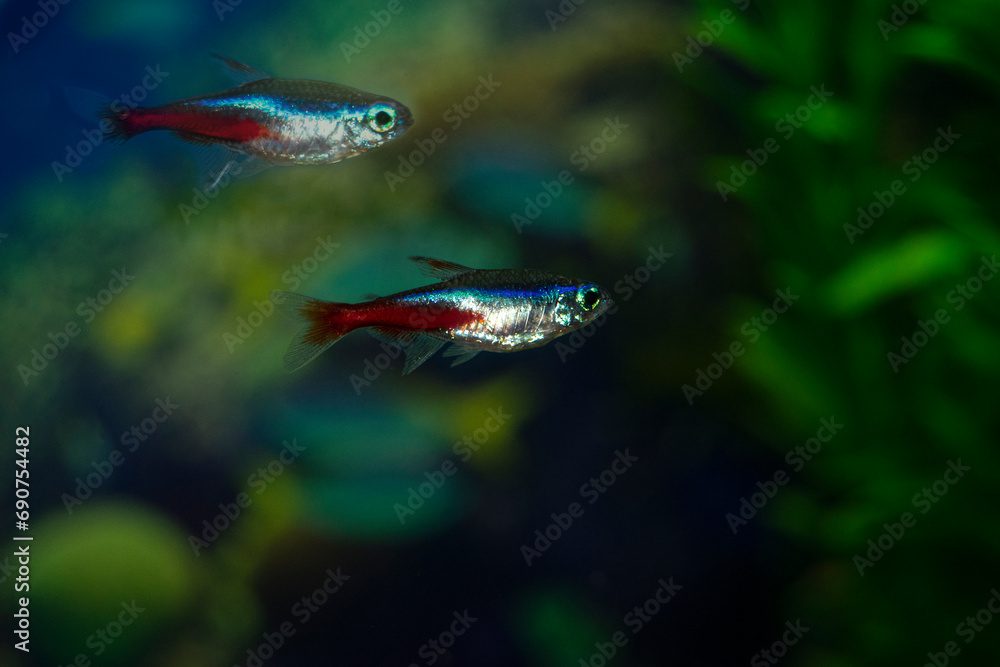 Fototapeta premium Neon aquarium fish swim. One fish is blue-red-gray. Paracheirodon innesi-Latin name.