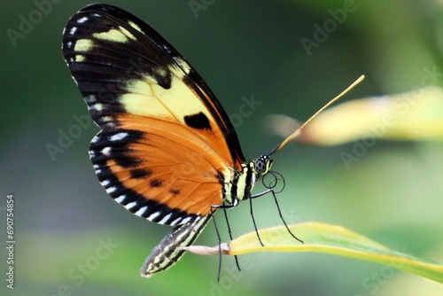 Papillon - Heliconius ismenius metaphorus  © Charlie