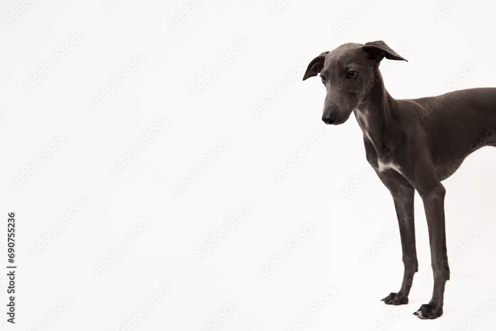 Obraz premium Italian greyhound. Portrait of cute puppy isolated on white background. High quality studio photo