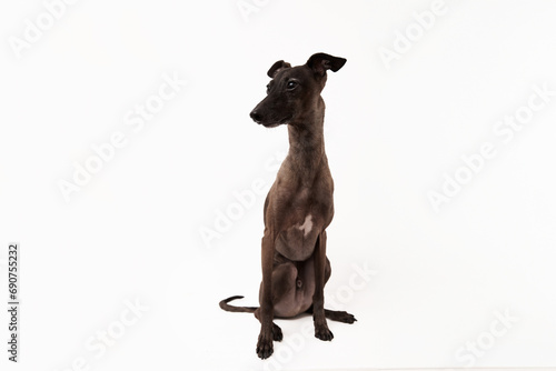 Italian greyhound. Portrait of cute puppy isolated on white background. High quality studio photo