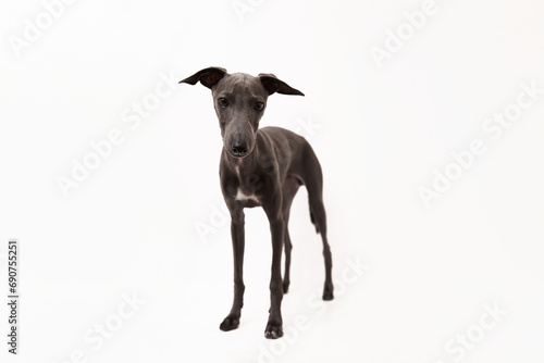 Italian greyhound. Portrait of cute puppy isolated on white background. High quality studio photo