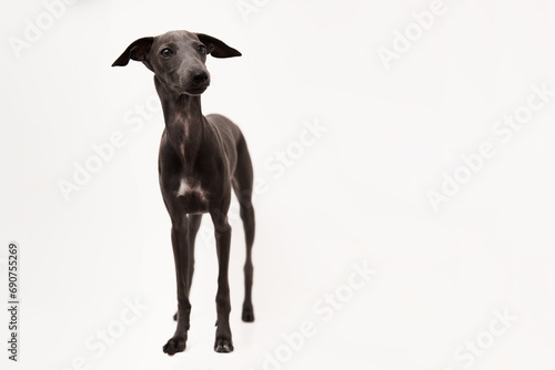 Italian greyhound. Portrait of cute puppy isolated on white background. High quality studio photo