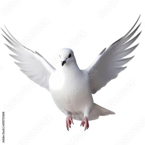 White dove or pigeon isolated on transparent background
