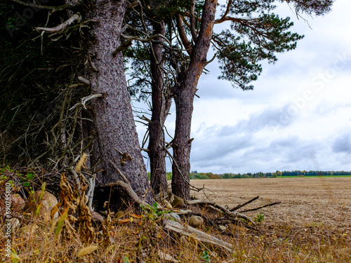 tree in the field