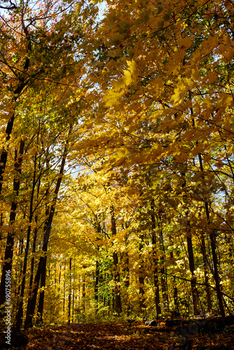 autumn in the forest