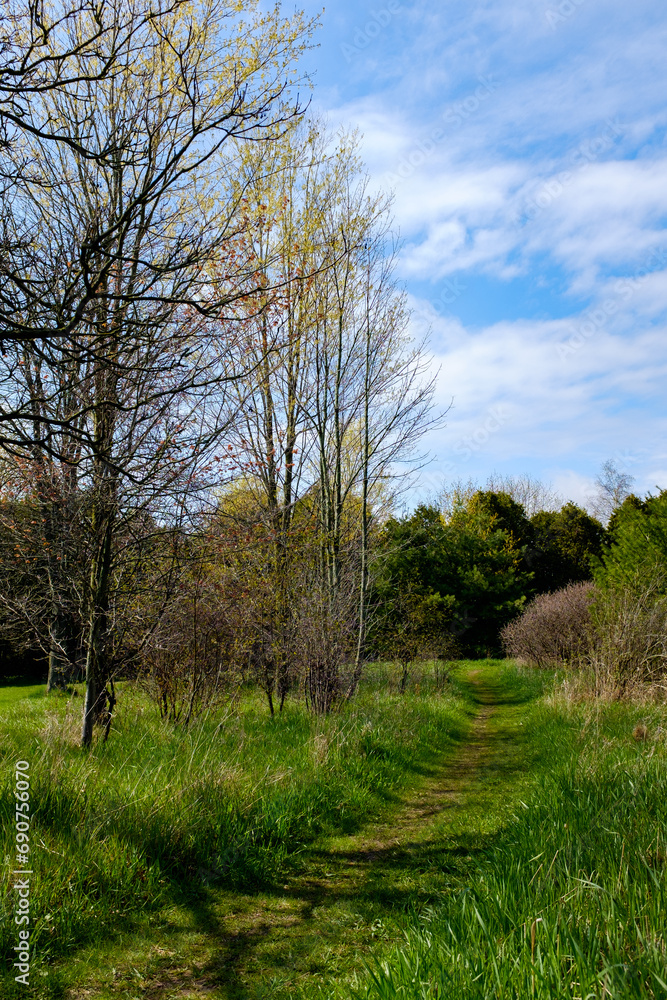 trees in the park