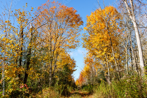 autumn in the forest