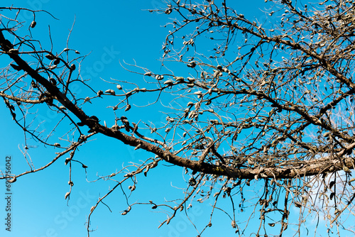 branches against a blue sky