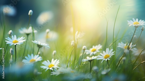 Spring grass and daisy wildflowers nature abstract background