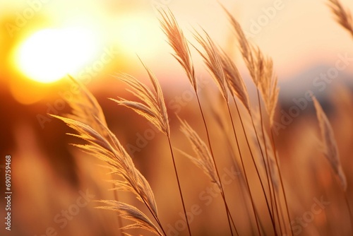 Sunset in the field. Close view of grass stems against dusty sky. Calm and natural background