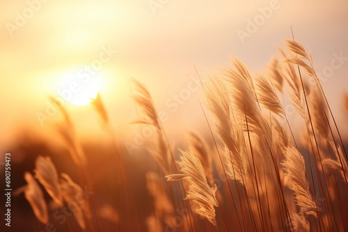 Sunset in the field. Close view of grass stems against dusty sky. Calm and natural background
