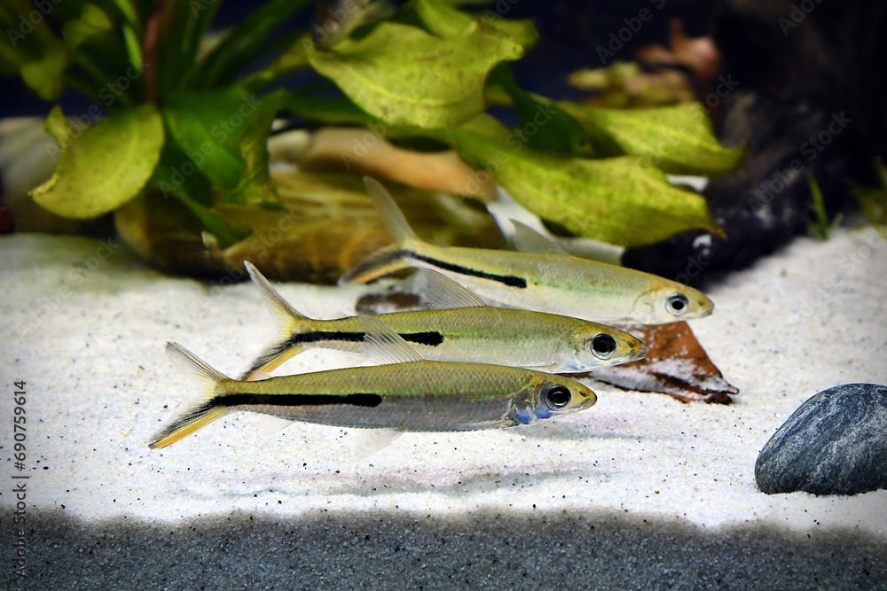 Maczugowce smukłe (Hemiodus gracilis). Piękne ryby , rzadko spotykane w akwariach  - obrazy, fototapety, plakaty 