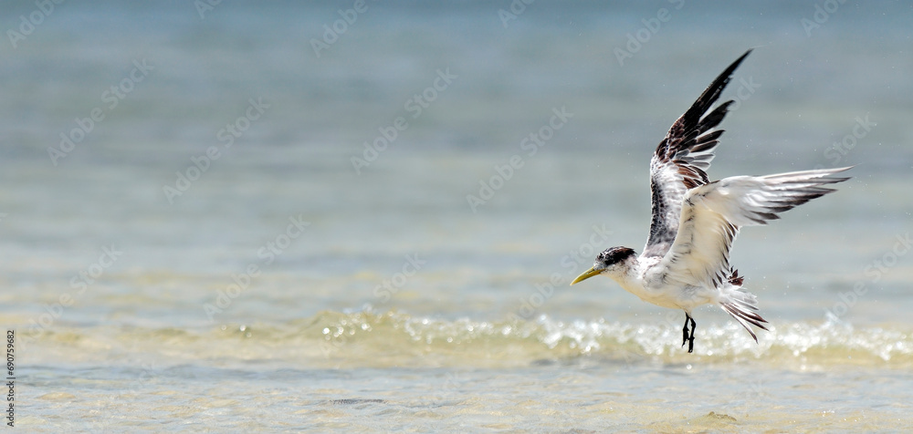 Greater crested tern // Eilseeschwalbe (Thalasseus bergii) - New Caledonia Greater crested tern // Eilseeschwalbe (Thalasseus bergii) - New Caledonia