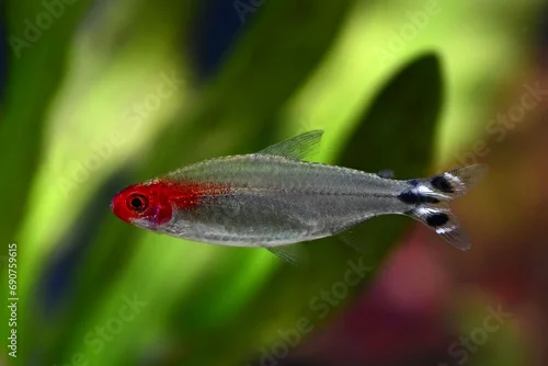 Fototapeta Zwinnik czerwonousty (Hemigrammus rhodostomus), stadna, szybko pływająca ryba