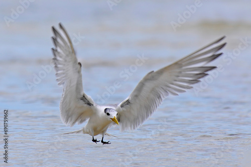 Eilseeschwalbe // Greater crested tern (Thalasseus bergii) - Neukaledonien