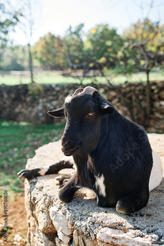 Black goat lies half asleep in the sun on a large stone