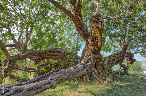 Ancient Carob Tree in Komiza, Croatia © Dario Bajurin