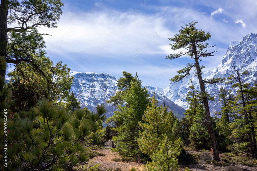 Forested Pathway Leading to Snowy Mountain Peaks