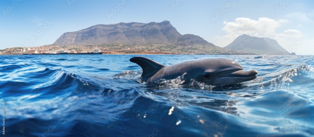 Whale watching on canary island pilot whale in sea. Copyspace image. Header for website template - obrazy, fototapety, plakaty 