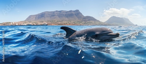 Whale watching on canary island pilot whale in sea. Copyspace image. Header for website template photo
