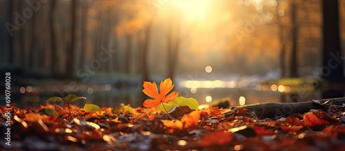 Sunrise in autumn forest Tilt shift lens. Copyspace image. Header for website template © vxnaghiyev
