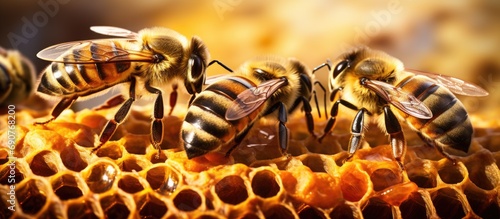 Wild honey bees Apis at work in a honeycomb that has fallen from a tree Locality National Park of Ceara Brazil. Copyspace image. Header for website template