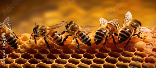 Wild honey bees Apis at work in a honeycomb that has fallen from a tree Locality National Park of Ceara Brazil. Copyspace image. Header for website template photo