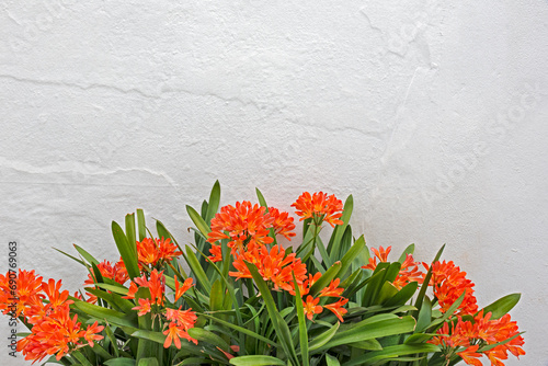 Clivia miniata or natal lily plant with strong orange red flower with white background photo