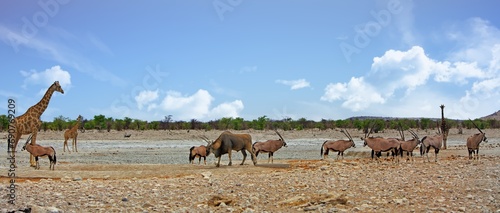 Photography wide angle image of the dry African savannah with giraffe, lots of oryx, anda la