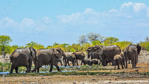 Panoramic view of  a herd of elephants having fun at a waterhole -  Rietfontein, Etosha photo
