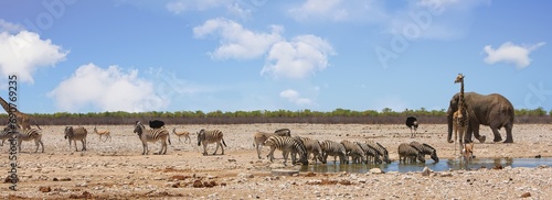 Photography Herd of Elephants on the African plains with a nice blue cloudy sky