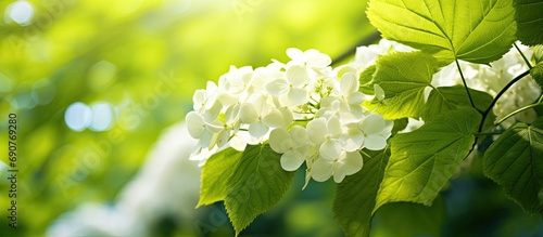 Single Hydrangea quercifolia Applause flower against lush green leaves. Copyspace image. Header for website template photo