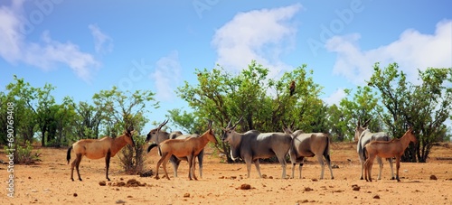 Red Hartebeest and Eland standing together in the African Bush - the Eland is the centre of focus, and motion blur on red hartebeest. photo