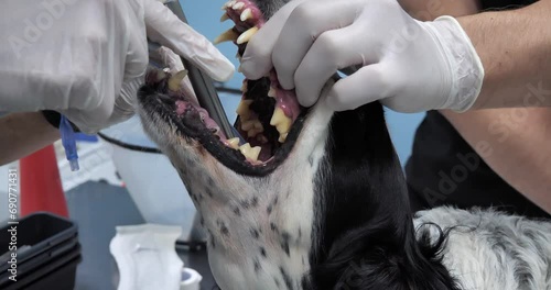 A veterinary anesthesiologist intubates a dog before surgery. Preparing a dog for surgery by inserting an endotracheal tube to connect the pet to a gas anesthesia machine. Intubation of a dog. photo