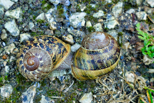 Close up of garden snails (Cornu aspersum) mating in the rain
 photo