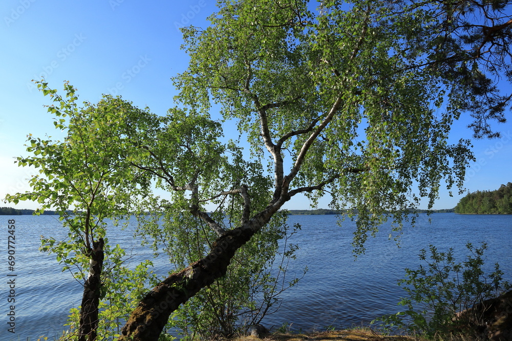 Landscape at the lake. Birch tree. Summer day. Green and blue nature. Mälaren, Stockholm, Sweden. Landscape at the lake. Birch tree. Summer day. Green and blue nature. Mälaren, Stockholm, Sweden.