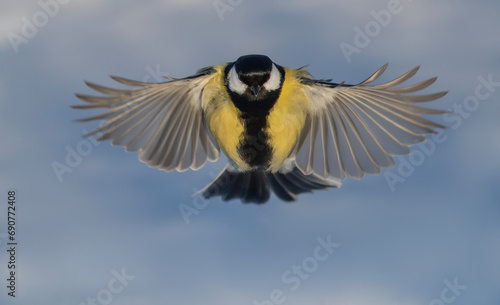 a tit bird flies spreading its feathers and wings against a blue sky